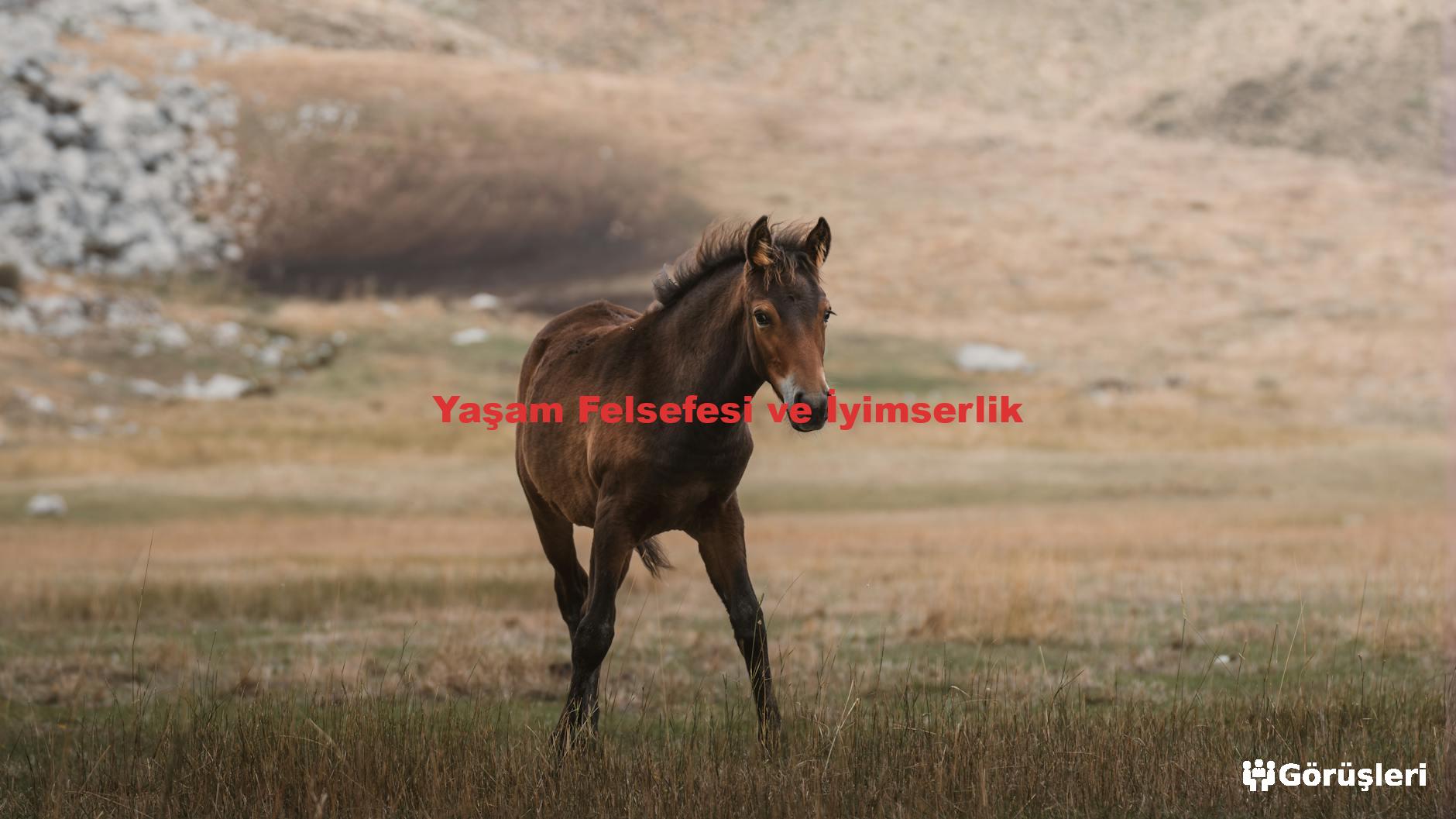 Yaşam Felsefesi ve İyimserlik