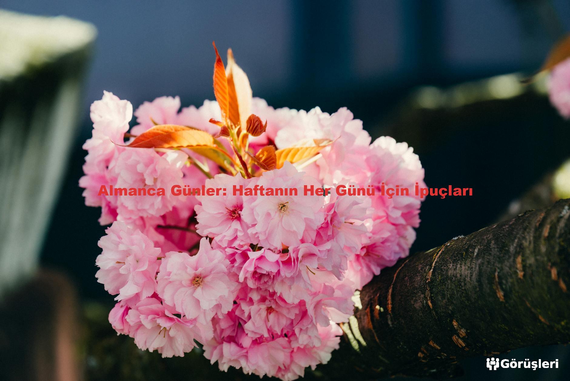 Almanca Günler: Haftanın Her Günü İçin İpuçları